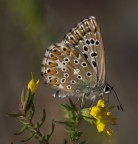 _-_ Farfallina _-_ _-_ Farfallina _-_