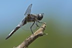 Libellula fulva Libellula fulva