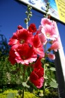 Fiori in brasile Fiori in brasile