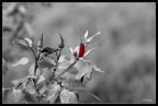 rosa bn