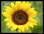 girasole girasole