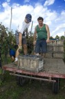 Vendemmia 2007 Vendemmia 2007