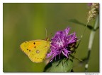 malinconie estive (colias crocea) malinconie estive (colias crocea)