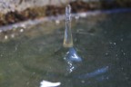 Acqua Acqua
