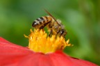 impollinazione impollinazione
