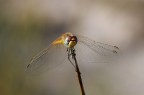 1/250 sec. f/8, vento leggero, mano libera. Pentax k100d con Cosina 100 macro. Commenti e critiche gradite!