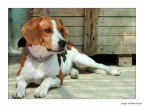 Beagle Beagle