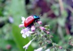 ris.  naturale san gregorio