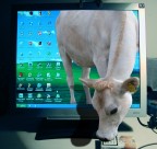 Aho...me fai fumą??? Aho...me fai fumą???