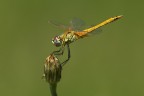 Sympetrum Sympetrum