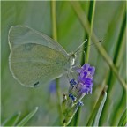 sulla lavanda sulla lavanda