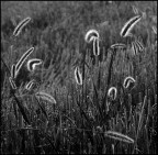 contropelo contropelo