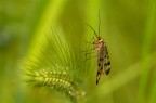 Visto che siamo in tema, propongo un'immagine di qualche mese fa. 1/125 sec, f/8, Pentax k100d con Cosina 100 macro. Riprendere cos di taglio questa panorpina forse pu essere una soluzione.