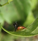 che sarà? che sarà?