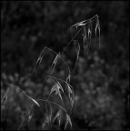 biancAvena biancAvena