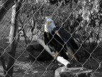 Bald Eagle Bald Eagle