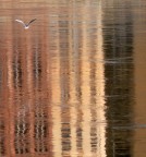 Crop di foto presa a Pisa sull'Arno dal ponte Solferino; DMC FZ30, f 8, 1/400, ISO 100, lungh. foc. equiv. 420 mm. Nessun post-trattamento a parte la riduzione.