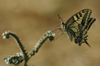 Papilio machaon Papilio machaon