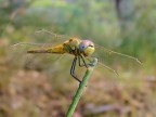 Solita libellula