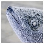 Freddo (contest) Freddo (contest)