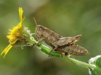 Qualcuno gradisce un fiore? Qualcuno gradisce un fiore?