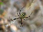 Argiope Bruennichi Argiope Bruennichi