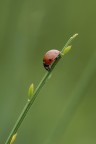 Coccinella Coccinella