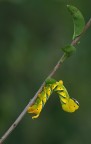 Acherontia atropos - Sfinge testa di morto Acherontia atropos - Sfinge testa di morto
