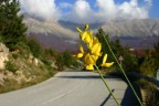 Fiore d'autunno Fiore d'autunno