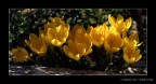 Fiori Fiori