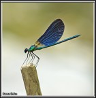 LA VEDETTA LA VEDETTA