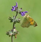 prova macro prova macro