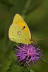 Colias crocea Colias crocea