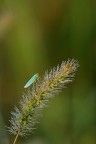 Cicadellina mattutina