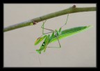 Incontro inatteso (Mantide religiosa) Incontro inatteso (Mantide religiosa)