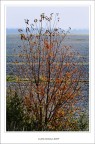 L'albero....dall'autunno all'inverno
