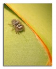 Little Jumping Spider Little Jumping Spider
