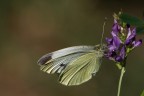 Pare (dico pare) Pieris napi Pare (dico pare) Pieris napi