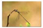 Lestes viridis Lestes viridis