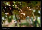 autunno autunno