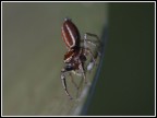 una passeggiata col ragnetto una passeggiata col ragnetto