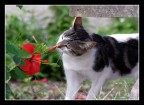 gatto gatto