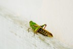  la prima volta che fotografo un insetto e devo dire che  davvero raccapricciante vedere il risultato... 
cmq ve lo volevo sottoporre.