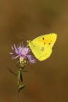 Colias crocea Colias crocea