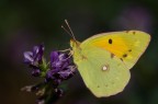 colias crocea :-O colias crocea :-O