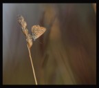 Q u a d r o Q u a d r o