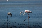 Fenicotteri rosa della colonia dell'oasi wwf di Orbetello