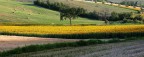 Campagna e girasoli Campagna e girasoli
