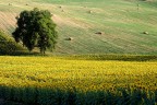 Quercia