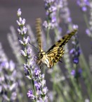 Attimo fuggente Attimo fuggente